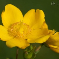 aug plants f 5029 1116